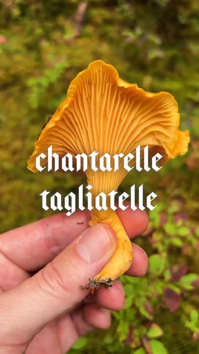 Chanterelle Tagliatelle with Burnt Cream