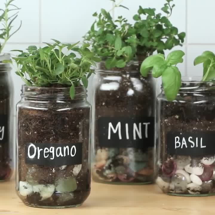Glass Jar Seed Starters