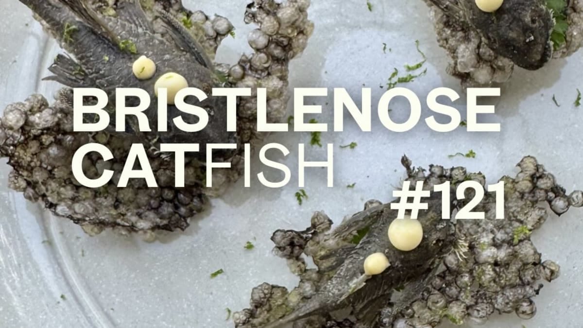 Bristlenose Catfish with Tapioca Pearl Crisps and Passion Fruit Mayonnaise