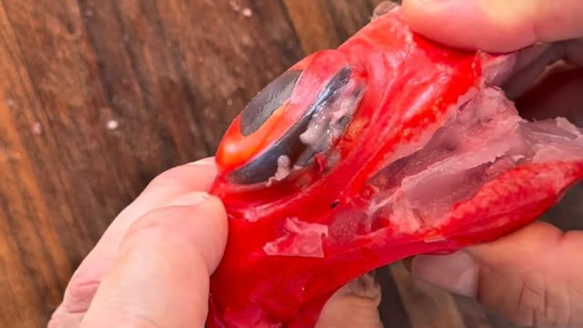 Splendid Alfonsino Sashimi with Nimono Broth